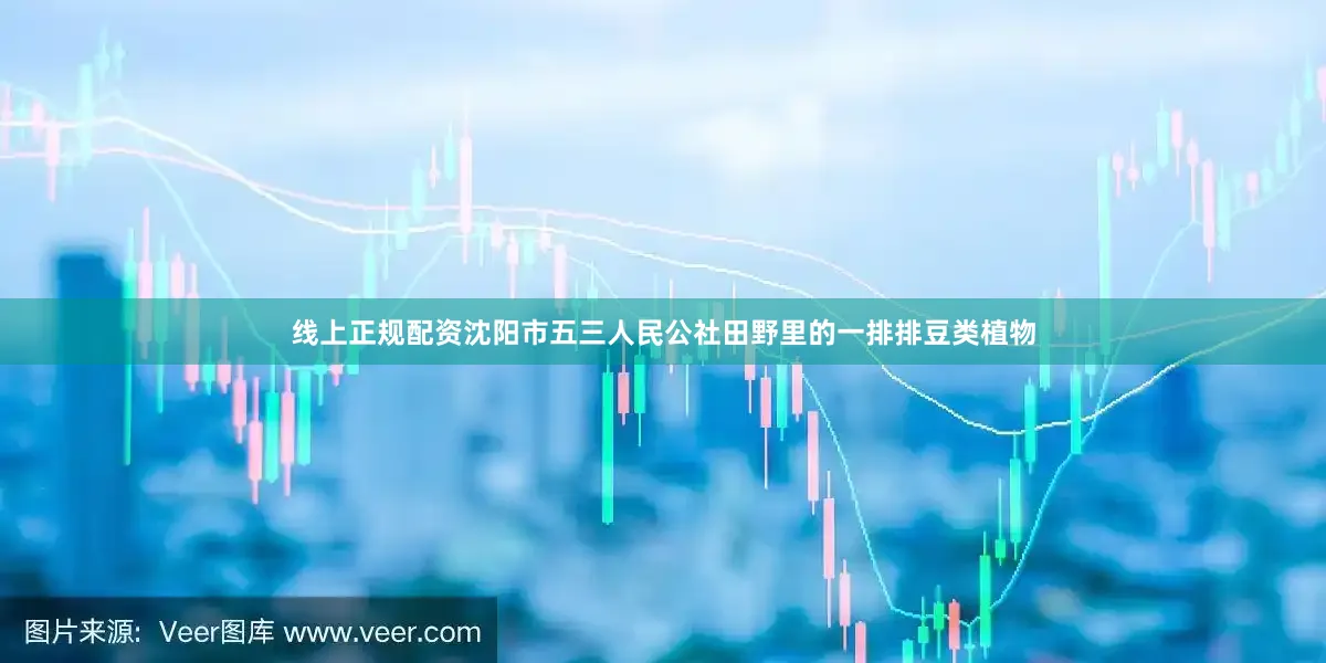 线上正规配资沈阳市五三人民公社田野里的一排排豆类植物